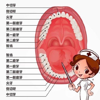 牙齒矯正必須拔牙嗎