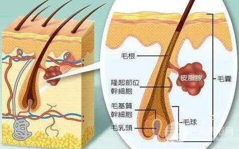 新生兒長(zhǎng)得也是栗丘疹