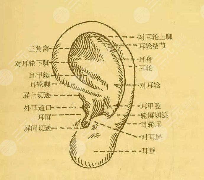 杯狀耳矯正多少錢(qián)
