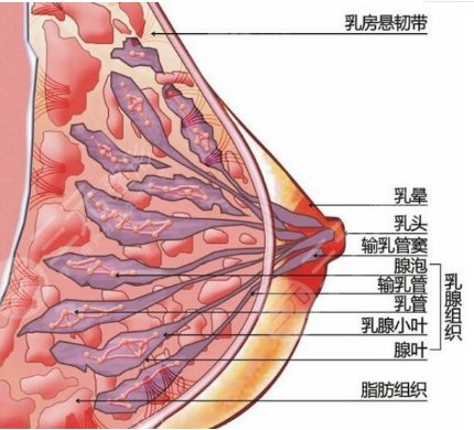 自體脂肪填充豐胸沒問題嗎？適應人群有這4類！附注意事項~