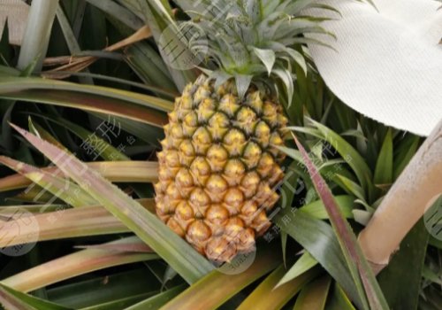 美容養(yǎng)顏的食物有哪些？