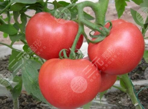 西紅柿