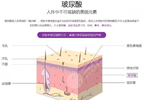 伊婉玻尿酸c和v的區(qū)別