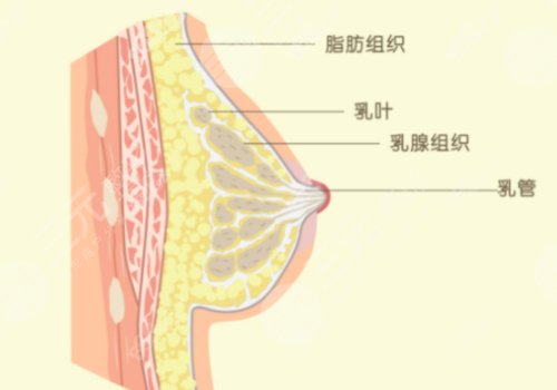 上海六院縮胸手術(shù)費用
